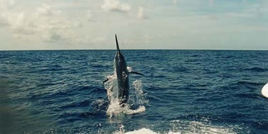 Cairns Sports Fishing
