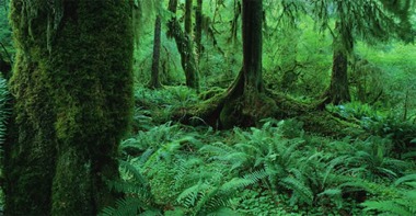 Cairns Rainforest
